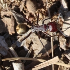 Camponotus suffusus (Golden-tailed sugar ant) at Wodonga - 3 Feb 2024 by KylieWaldon