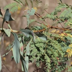Acacia rubida (Red-stemmed Wattle, Red-leaved Wattle) at Baranduda, VIC - 2 Feb 2024 by KylieWaldon