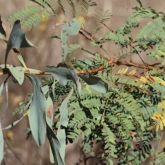 Acacia rubida (Red-stemmed Wattle, Red-leaved Wattle) at Wodonga - 3 Feb 2024 by KylieWaldon