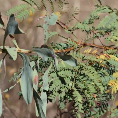 Acacia rubida (Red-stemmed Wattle, Red-leaved Wattle) at WREN Reserves - 2 Feb 2024 by KylieWaldon