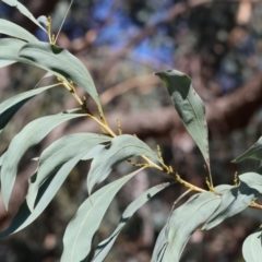Acacia rubida at Wodonga - 3 Feb 2024 08:34 AM