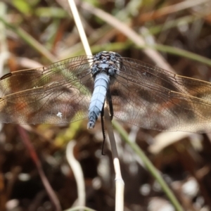 Orthetrum caledonicum at WREN Reserves - 3 Feb 2024