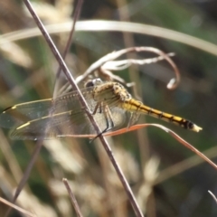 Orthetrum caledonicum at WREN Reserves - 3 Feb 2024