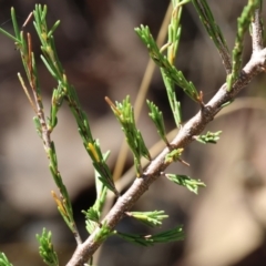 Dillwynia sericea (Egg And Bacon Peas) at Baranduda, VIC - 2 Feb 2024 by KylieWaldon