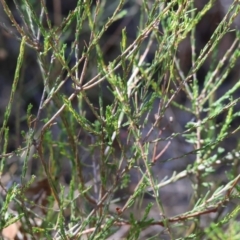 Dillwynia sericea at Wodonga - 3 Feb 2024 08:38 AM