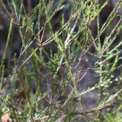 Dillwynia sericea at Wodonga - 3 Feb 2024