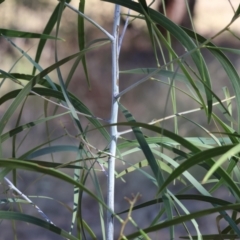 Acacia implexa (Hickory Wattle, Lightwood) at Wodonga - 2 Feb 2024 by KylieWaldon