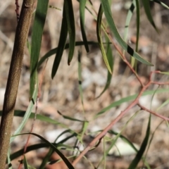 Acacia implexa at Wodonga - 3 Feb 2024