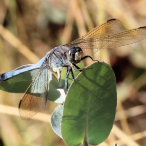 Orthetrum caledonicum at WREN Reserves - 3 Feb 2024 08:42 AM