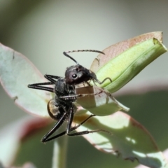Unidentified Ant (Hymenoptera, Formicidae) at Baranduda, VIC - 2 Feb 2024 by KylieWaldon