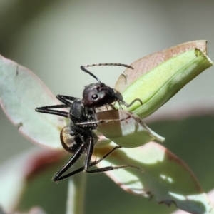 Camponotus suffusus at Wodonga - 3 Feb 2024 08:43 AM