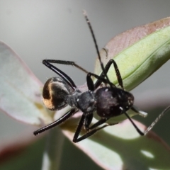 Camponotus suffusus at Wodonga - 3 Feb 2024 08:43 AM