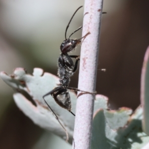 Camponotus suffusus at Wodonga - 3 Feb 2024 08:43 AM