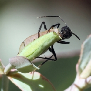 Camponotus suffusus at Wodonga - 3 Feb 2024 08:43 AM