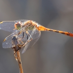 Diplacodes bipunctata (Wandering Percher) at Wodonga - 3 Feb 2024 by KylieWaldon