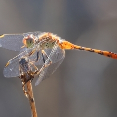 Unidentified Dragonfly (Anisoptera) at Wodonga - 2 Feb 2024 by KylieWaldon