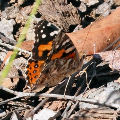 Vanessa kershawi (Australian Painted Lady) at Wodonga - 2 Feb 2024 by KylieWaldon