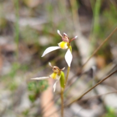 Eriochilus cucullatus (Parson's Bands) at QPRC LGA - 4 Feb 2024 by Csteele4