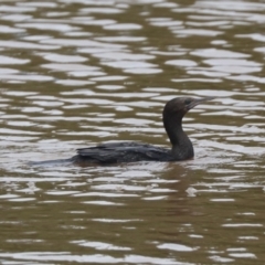 Phalacrocorax sulcirostris (Little Black Cormorant) at Gungaderra Creek Ponds - 4 Feb 2024 by HappyWanderer