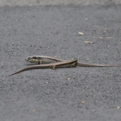 Eulamprus quoyii (Eastern Water Skink) at Sydney Olympic Park, NSW - 25 Jan 2024 by HappyWanderer