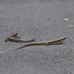 Eulamprus quoyii at Sydney Olympic Park, NSW - 25 Jan 2024 12:32 PM