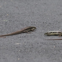 Eulamprus quoyii at Sydney Olympic Park, NSW - 25 Jan 2024 12:32 PM