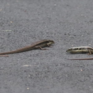 Eulamprus quoyii at Sydney Olympic Park, NSW - 25 Jan 2024 12:32 PM