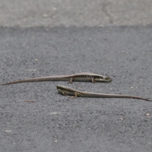 Eulamprus quoyii at Sydney Olympic Park, NSW - 25 Jan 2024 12:32 PM