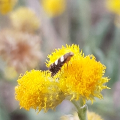 Glyphipterix chrysoplanetis (A Sedge Moth) at Budjan Galindji (Franklin Grassland) Reserve - 31 Jan 2024 by HappyWanderer