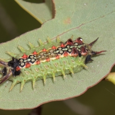 Doratifera quadriguttata (Four-spotted Cup Moth) at Russell, ACT - 17 Jan 2024 by AlisonMilton