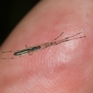 Tetragnatha sp. (genus) at Russell, ACT - 17 Jan 2024 09:44 AM