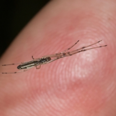 Tetragnatha sp. (genus) (Long-jawed spider) at Russell, ACT - 16 Jan 2024 by AlisonMilton