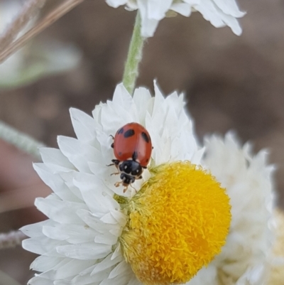 Hippodamia variegata (Spotted Amber Ladybird) at Budjan Galindji (Franklin Grassland) Reserve - 31 Jan 2024 by HappyWanderer