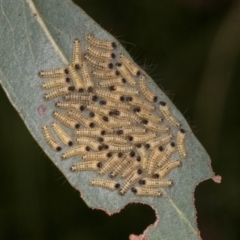 Uraba lugens (Gumleaf Skeletonizer) at Russell, ACT - 17 Jan 2024 by AlisonMilton