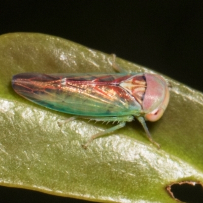 Rosopaella lopada (A leafhopper) at Russell, ACT - 17 Jan 2024 by AlisonMilton