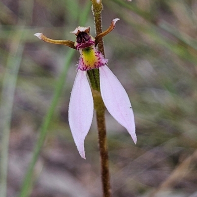 Eriochilus cucullatus (Parson's Bands) at Kambah, ACT - 4 Feb 2024 by MatthewFrawley