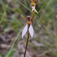 Eriochilus cucullatus at Mount Taylor - 4 Feb 2024