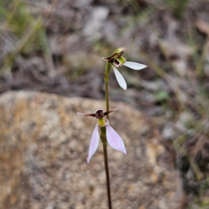 Eriochilus cucullatus at Mount Taylor - 4 Feb 2024