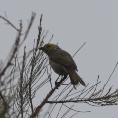 Ptilotula penicillata (White-plumed Honeyeater) at Gungaderra Creek Ponds - 16 Jan 2024 by HappyWanderer