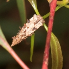 Hyalarcta nigrescens (Ribbed Case Moth) at Russell, ACT - 16 Jan 2024 by AlisonMilton