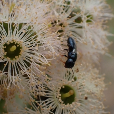 Pachyprosopis (Pachyprosopis) haematostoma (A bee) at Murrumbateman, NSW - 4 Feb 2024 by SimoneC