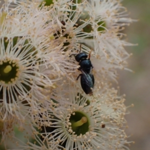 Pachyprosopis (Pachyprosopis) haematostoma at Murrumbateman, NSW - 4 Feb 2024