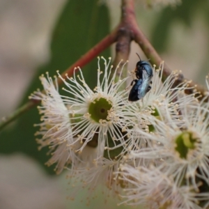 Pachyprosopis (Pachyprosopis) haematostoma at Murrumbateman, NSW - 4 Feb 2024