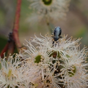 Pachyprosopis (Pachyprosopis) haematostoma at Murrumbateman, NSW - 4 Feb 2024