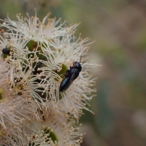 Pachyprosopis (Pachyprosopis) haematostoma at Murrumbateman, NSW - 4 Feb 2024