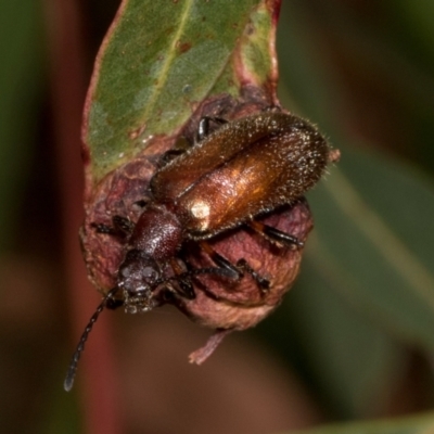 Ecnolagria grandis (Honeybrown beetle) at Russell, ACT - 17 Jan 2024 by AlisonMilton