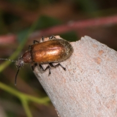 Ecnolagria grandis at Russell, ACT - 17 Jan 2024