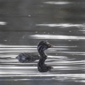 Tachybaptus novaehollandiae at Lions Youth Haven - Westwood Farm A.C.T. - 4 Feb 2024 06:55 PM