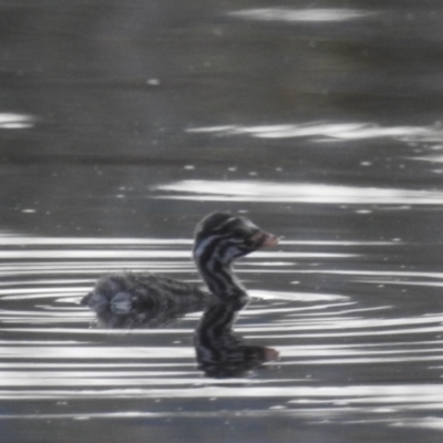 Tachybaptus novaehollandiae (Australasian Grebe) at Lions Youth Haven - Westwood Farm - 4 Feb 2024 by HelenCross