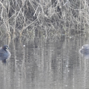 Tachybaptus novaehollandiae at Lions Youth Haven - Westwood Farm A.C.T. - 4 Feb 2024 06:55 PM